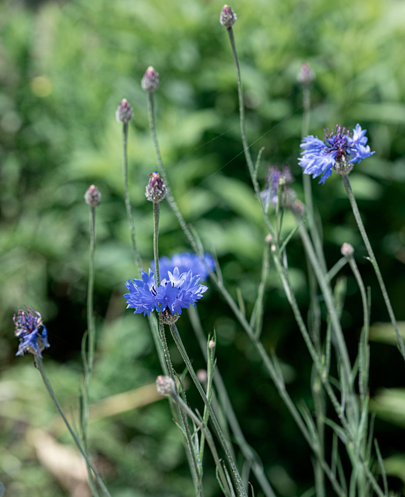 Wiesenblumen